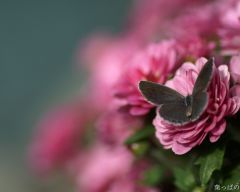 Tapeta Nature Flowers 556.jpg